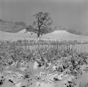 Trees Prints: The Dower House, Stoke Park, Bristol carpeted in snow 31st December 1961
