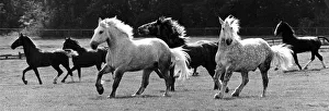 Dray horses from the Vaux brewery at Sunderland are taking a well earned summer break in