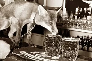 Images Dated 6th July 1984: Drinking fox - this fox likes to down a few pints at his local pub