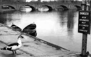 Stratford Prints: A duck stops to read the sign by the river Avon at Stratford-upon-Avon