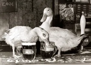 Birds Prints: Ducks drinking pints of beer in their local pub from pint glasses - October 1984