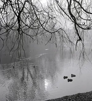 Rivers And Seas Prints: Ducks passing under Willow branches in a pond in Hertfordshire Wintry gloom
