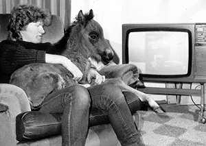 Foals Prints: Dudley the six week old foal is settling down happily with his friend Karen Stagnell
