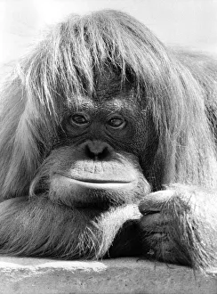Orang Utan Prints: Dudley Zoos Orang Utan Annie is camera shy - she will go to any length to stop