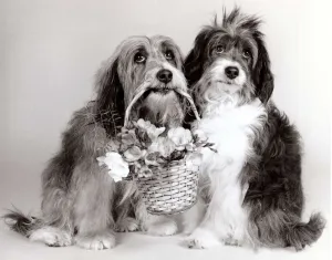 Canines Prints: Duffy & Pippin - Dog Actors - April 1987 with a basket of flowers A©mirrorpix