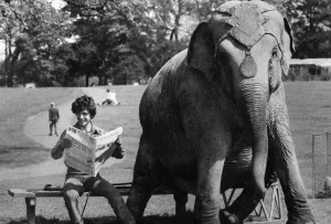 Dum-Dum the elephant has decided to take a well earned rest from the circus hurly-burly