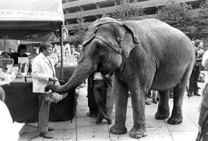 Dum Dum the two ton Indian elephant went shopping for fruit on Newgate Street in