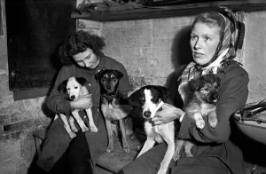 00017 Prints: Dumb Friends League. Two women hold the puppies at a dogs home in North London