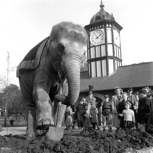 Dumbo the six-year old Indian Elephant who arrived early for the elephant rides spent a