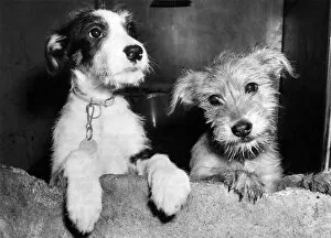 Homeless Collection: Dumped. Two of the 600 pets that ended up in Battersea Dogs Home in London over