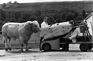 Cows Prints: Eagerly the lover approches, he doesn t suspect that this cow is just a load of bull