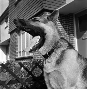 Yawning Prints: Earl'- Alsatian, Police Dog. September 1952 C4461