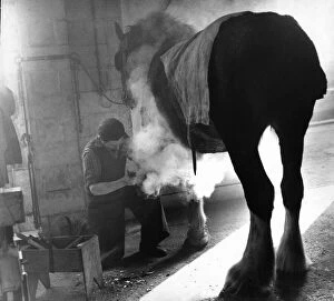 Images Dated 1st March 1977: East Yorkshire Farrier seen here shoe-ing a Shire horse. 1st March 1977