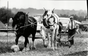 Agriculture Prints: Eddie Appleyard with Bonny & Prince at the West Hallam Ploughing match. 15th October 1989
