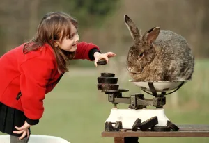 Rabbits Prints: Edith Everest aged six with Bodmin the rabbit March 1999 at Stoneywish Country Park