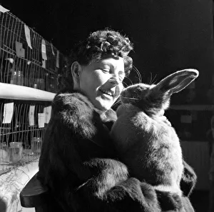 00168 Prints: Edna Early wears a blue beveran fur coat and holds a prize winning Blue Bevaran rabbit