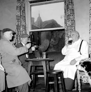 Alcoholic Prints: Elephant Jumbo pops in for a pint at the Westgare Hotel in Halifax - elephant looking in