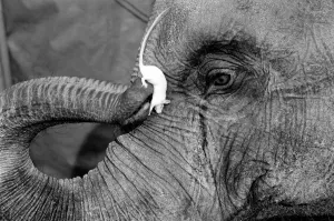 Elephant and Mouse: Mighty Mary seems quite at home in Ranees trunk