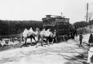 Camels Prints: An elephant pulling a van along a road in Newcastle followed by two camels on their way