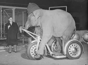 Elephant Prints: Elephant seen here riding a Gresham Flyer tricycle 18th December 1952