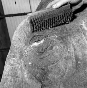 Elephant has a spring make-over at Chessington Zoo. January 1965 C70-003