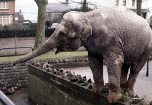 Elephants Prints: An elephant stands on the wall at Bellue Vue Zoo in Belfast January 1971