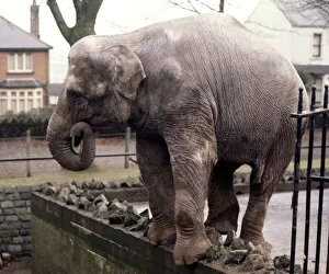Elephants Prints: An elephant stands on the wall at Bellue Vue Zoo in Belfast January 1971