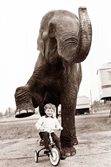 Gestures Prints: An elephant waves his trunk and lifts his foot in play with a young boy on a tricycle