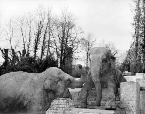 Elephant Prints: two Elephants at Frimley Zoo Devon Miss Jumbo and Miss Hosbie