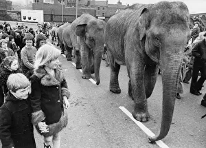 The elephants from Hoffmans Circus parading through street of Gateshead