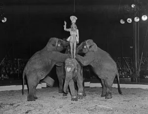Elephants performing in the ring at the Bertram Mills Circus at Cambridge. April 1959
