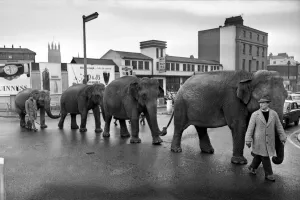 Leamington Prints: Elephants from Sir Robert Fossetts circus paraded through the streets of Royal