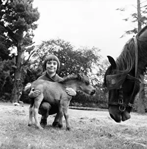 Ponies Prints: Eleven-year-old Fairy Fly, 26 inches high and the smallest Shetland pony in the world