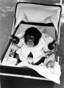 Chimpanzees Prints: Empathy Amongst the Apes: Chad the baby chimp begs for Natalie Daniels bonnet