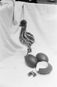 Emu chick seen here at Chester Zoo shortly after hatching 11th February 1988