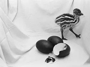Emu chick seen here at Chester Zoo shortly after hatching 11th February 1988