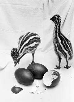 00108 Prints: Emu chicks seen here at Chester Zoo shortly after hatching 11th February 1988