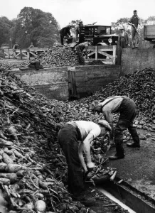 Farming Prints: English grown chicory - 400 farmers of Hunts and Cambs are cultivating 1200 acres of