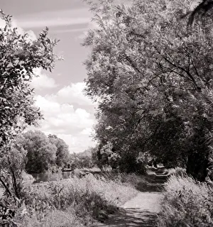 Forest Prints: An english rural scene showing trees and river countryside britain british 1960s