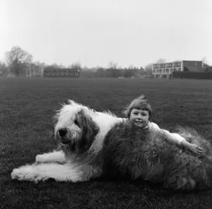 01030 Prints: English sheepdog Bobby Bingo and his four year old playmate Caroline Sheldrake