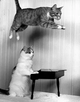 Entertaiment Animals CatsAugust 1987 Ginger Tom Oliver is well known for his leaps