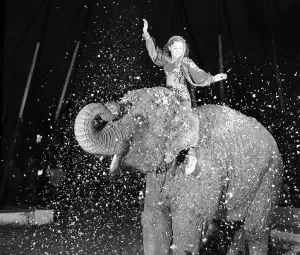 Entertaiment Prints: Entertainments: Circus Animals. Birmia the ten year old female elephant is the