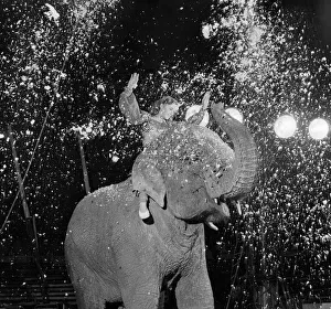 Entertainments: Circus Animals. Birmia the ten year old female elephant is the