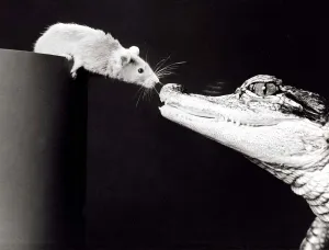 Reptiles Prints: Ernest the Mississippi alligator with his friend Mickey the mouse at Calderpark Zoo