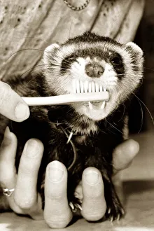 Teeth Prints: erret having its teeth cleaned with a toothbrush May 1982 Chips the ferret