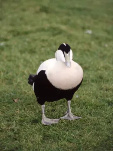 A European Elder duck at Severn Wildlife Trust in Slimbridge Gloucestershire