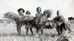Harvest Prints: Evacuee children help the farmer bring in the harvest as the Battle of Britain takes