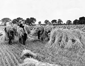 Core53 Prints: Eveyone helps to collect an extra early crop of white winter oats from Red House Farm