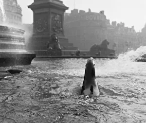 00945 Prints: It was exactly 11. 50am on a cold bright morning at Trafalgar Square when four 8 year old