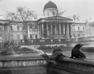 00945 Prints: It was exactly 11. 50am on a cold bright morning at Trafalgar Square when four 8 year old